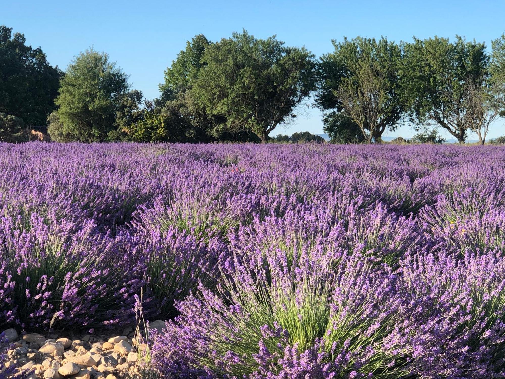 Les Costebelles Bed & Breakfast Valensole Bagian luar foto