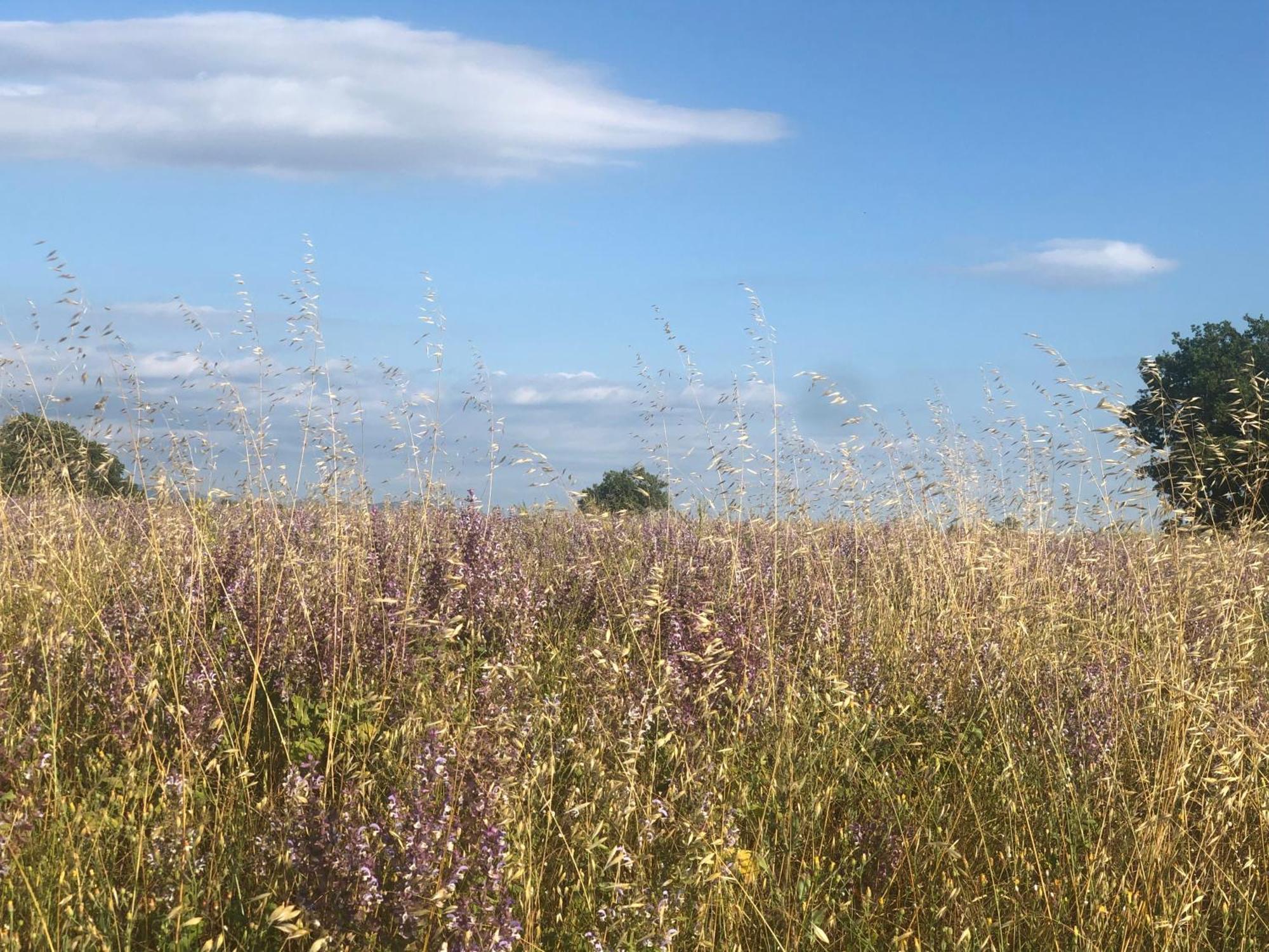 Les Costebelles Bed & Breakfast Valensole Bagian luar foto